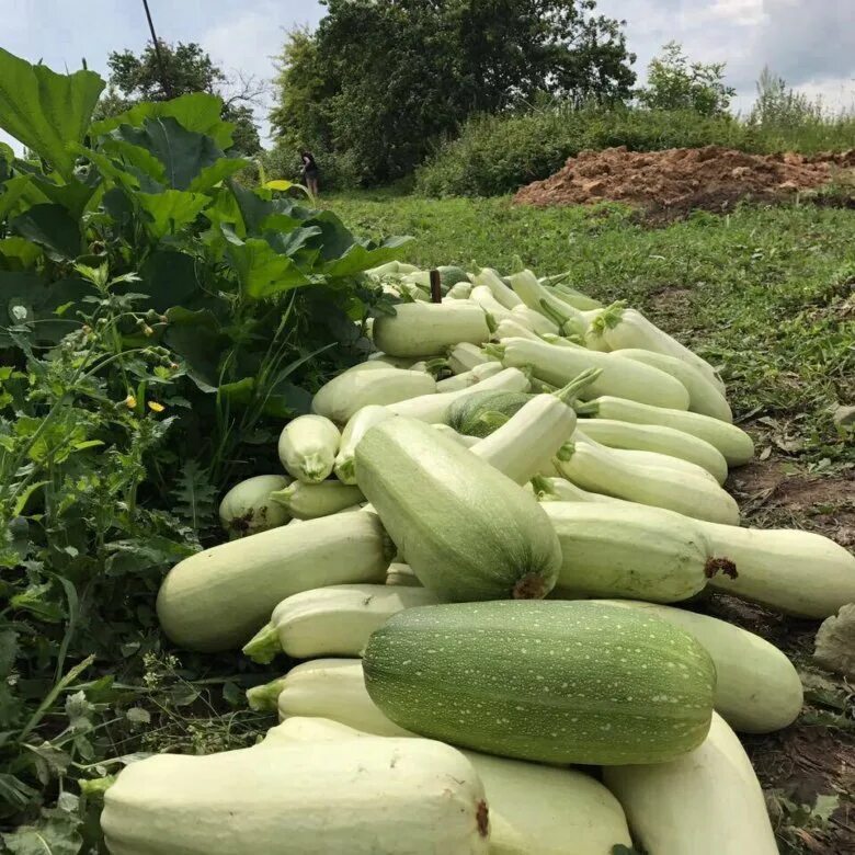 Куча кабачков фото Кабачки со своего огорода - купить в Москве, цена 30 руб., продано 14 ноября 201