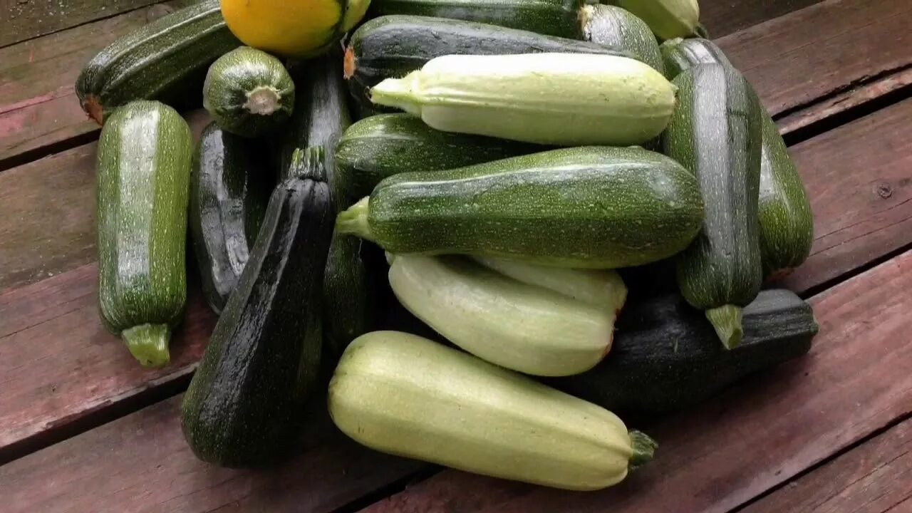 Куча кабачков фото ВЫРАЩИВАНИЕ КАБАЧКОВ В МЕШКАХ 2017. От и До... GROWING ZUCCHINI IN BAGS 2017. Fr