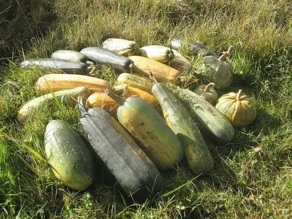 Куча кабачков фото Ответы Mail.ru: Дорогие землеумельцы, сколько человек можете прокормить (со свое