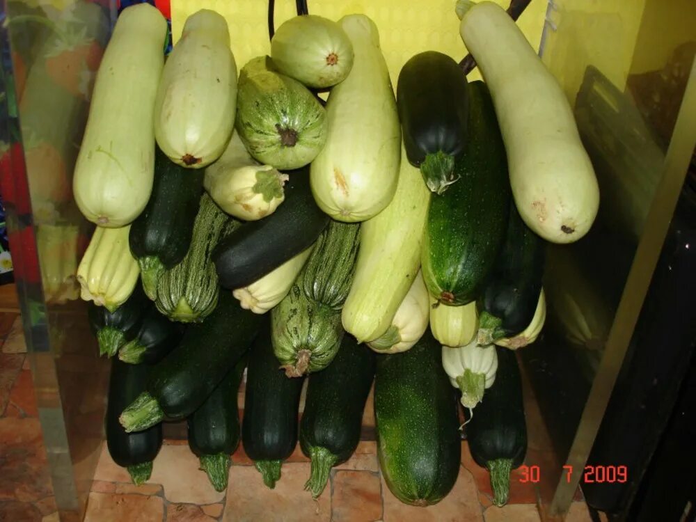 Куча кабачков фото Много кабачков: найдено 90 изображений