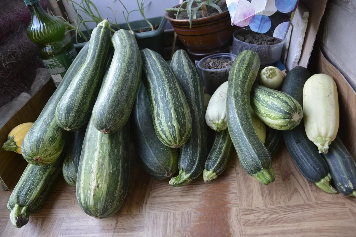 Куча кабачков фото Эстафета " Во саду ли, в огороде". Кабачки-гиганты наступают! Они уже здесь! Gol