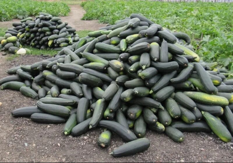 Куча кабачков фото Омские осужденные похвастались урожаем кабачков Последние Новости Омска и Омской