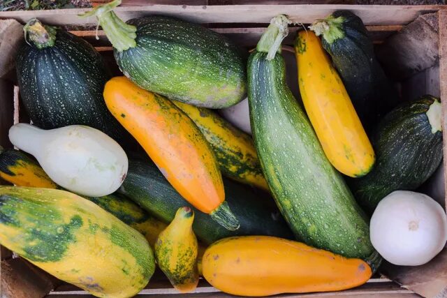 Куча кабачков фото Лента