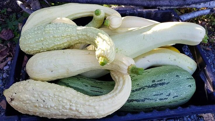Куча кабачков фото Овощи осенью (48 фото) Осенние овощи, Овощи и Кабачки