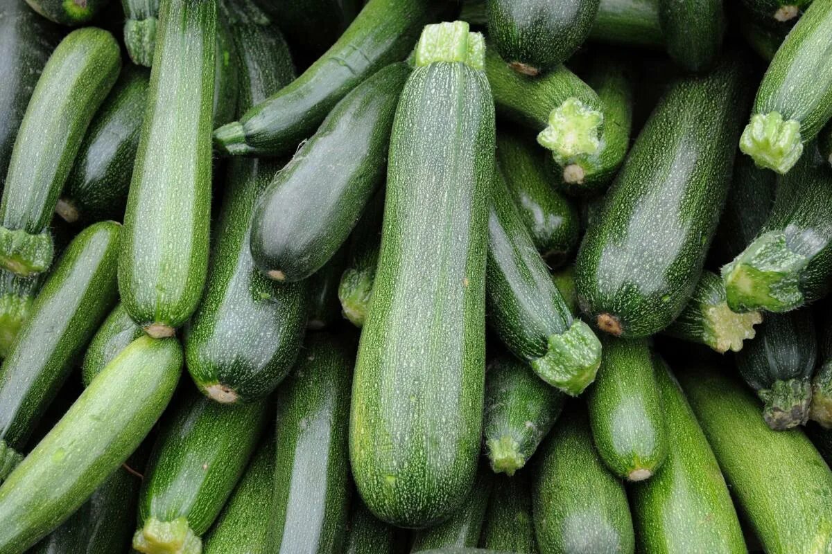 Куча кабачков фото Everything You Need To Know About Zucchini