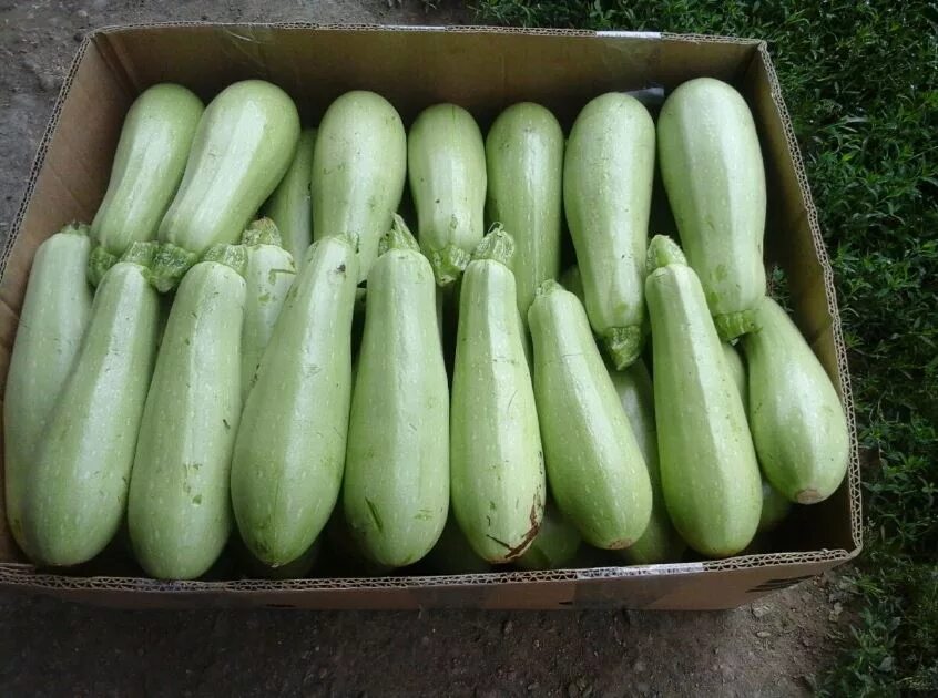 Куча кабачков фото Реализуем кабачки оптом сорт Арал Крестьянские ведомости