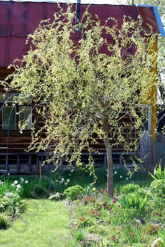 Кучерявая ива в ландшафтном дизайне фото Ивы извилистые свердловские - Сад