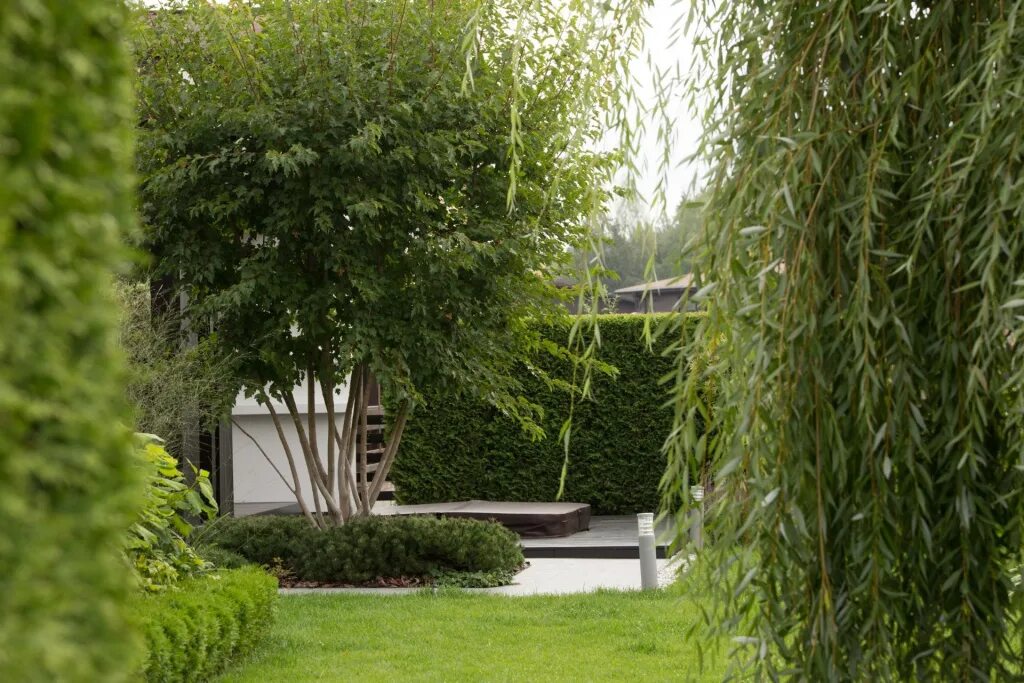 Кучерявая ива в ландшафтном дизайне фото Декоративные ивы: описание, особенности ухода - можно ли сажать на участке - бло