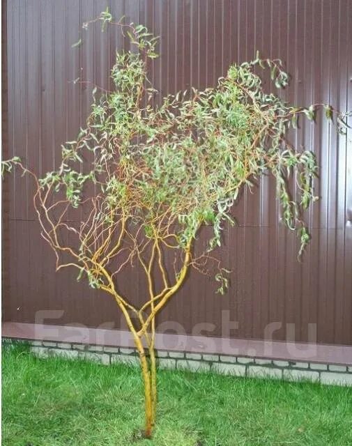 Кучерявая ива в ландшафтном дизайне фото Ива извилистая Матсудана, новый, в наличии. Цена: 450 ₽ во Владивостоке