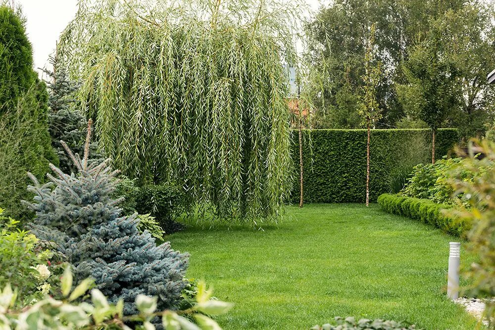 Кучерявая ива в ландшафтном дизайне фото Журнал ELLE Decoration - 10 самых модных растений для сада - Ландшафтное бюро Юл