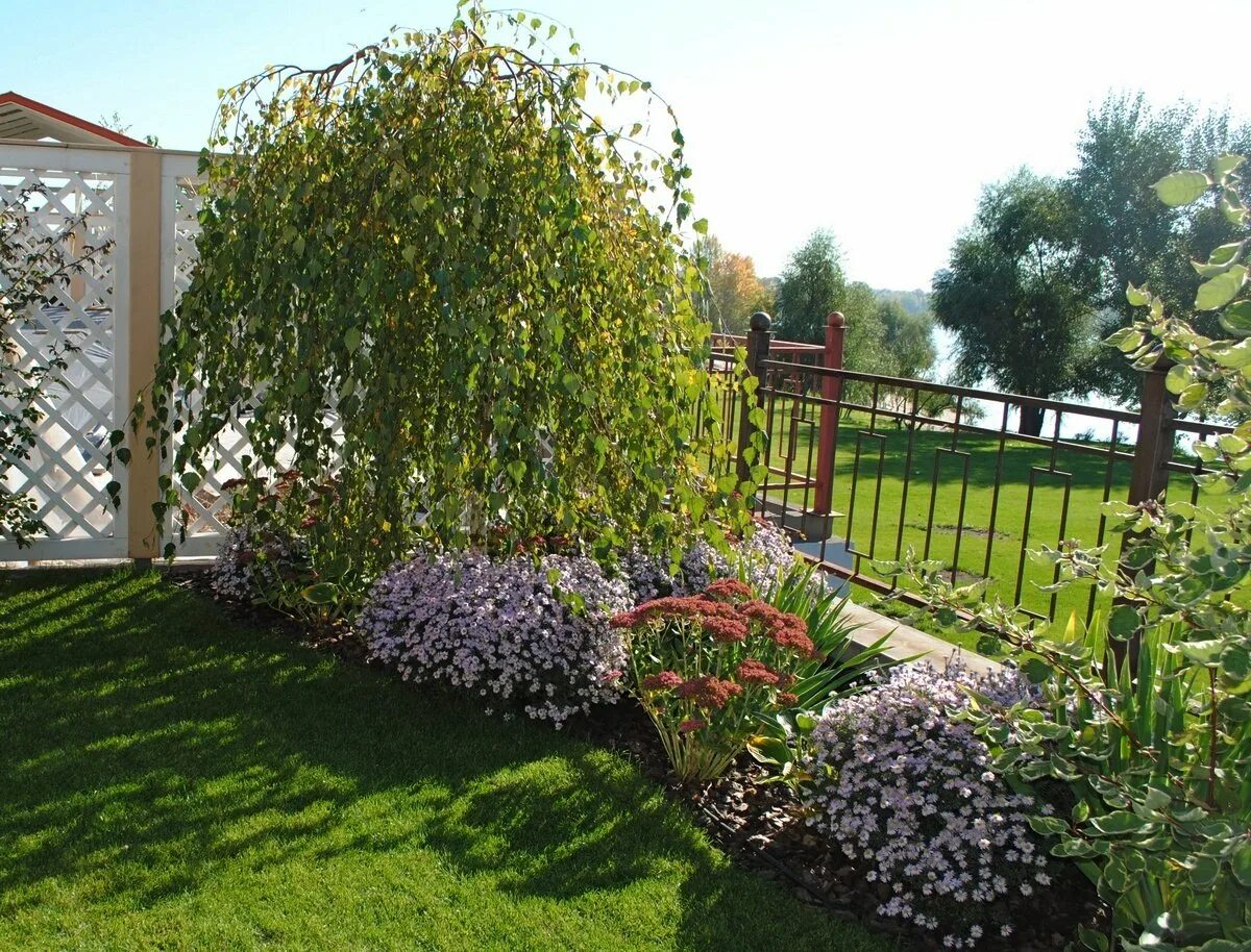 Кучерявая ива в ландшафтном дизайне фото Береза Плакучая Юнга - саженцы поникшей березы