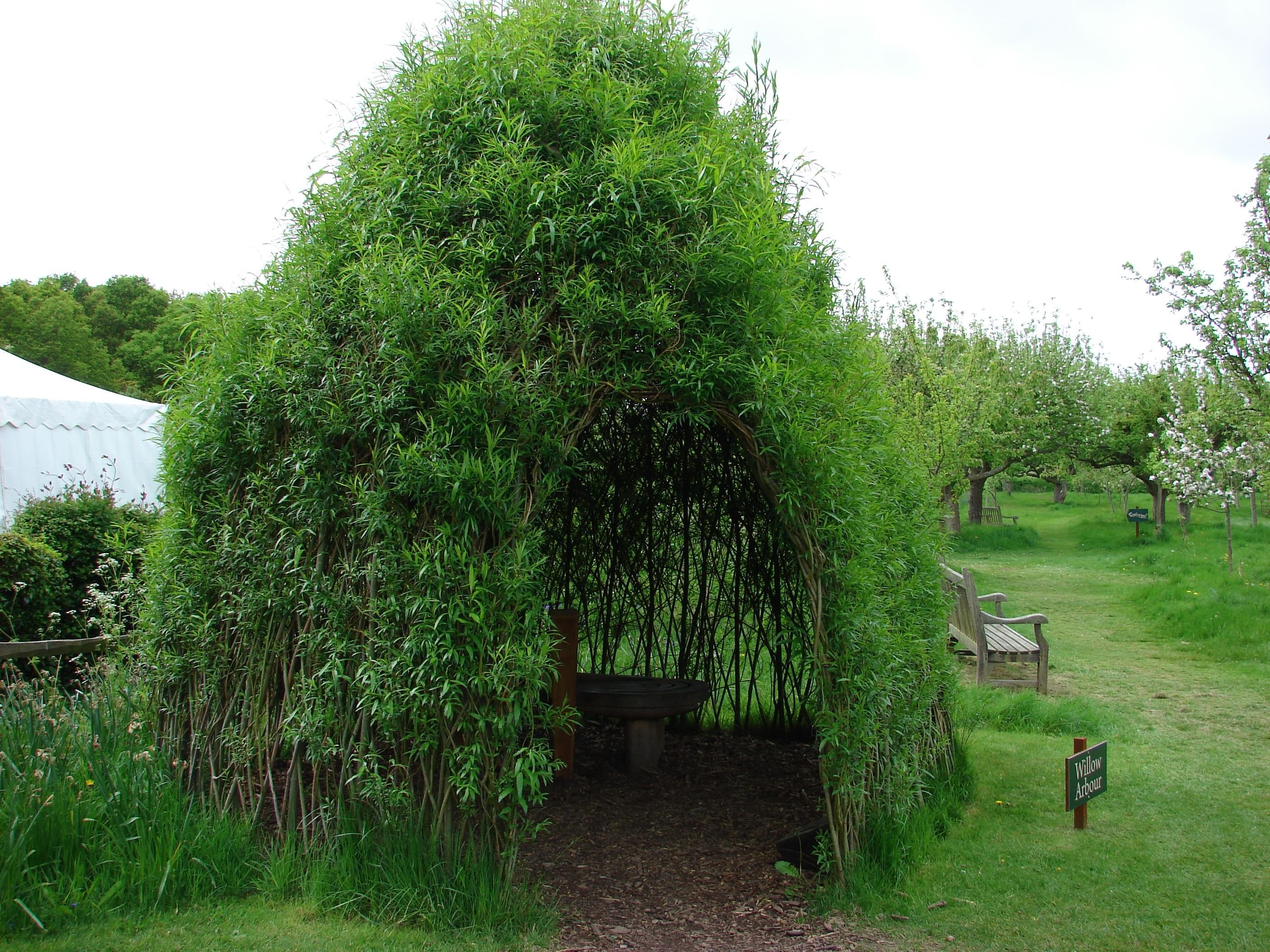 Кучерявая ива в ландшафтном дизайне фото Кудрявая ива в ландшафтном дизайне (89 фото) - красивые картинки и HD фото