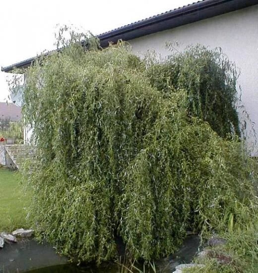 Кучерявая ива в ландшафтном дизайне фото Ива кучерявая картинки