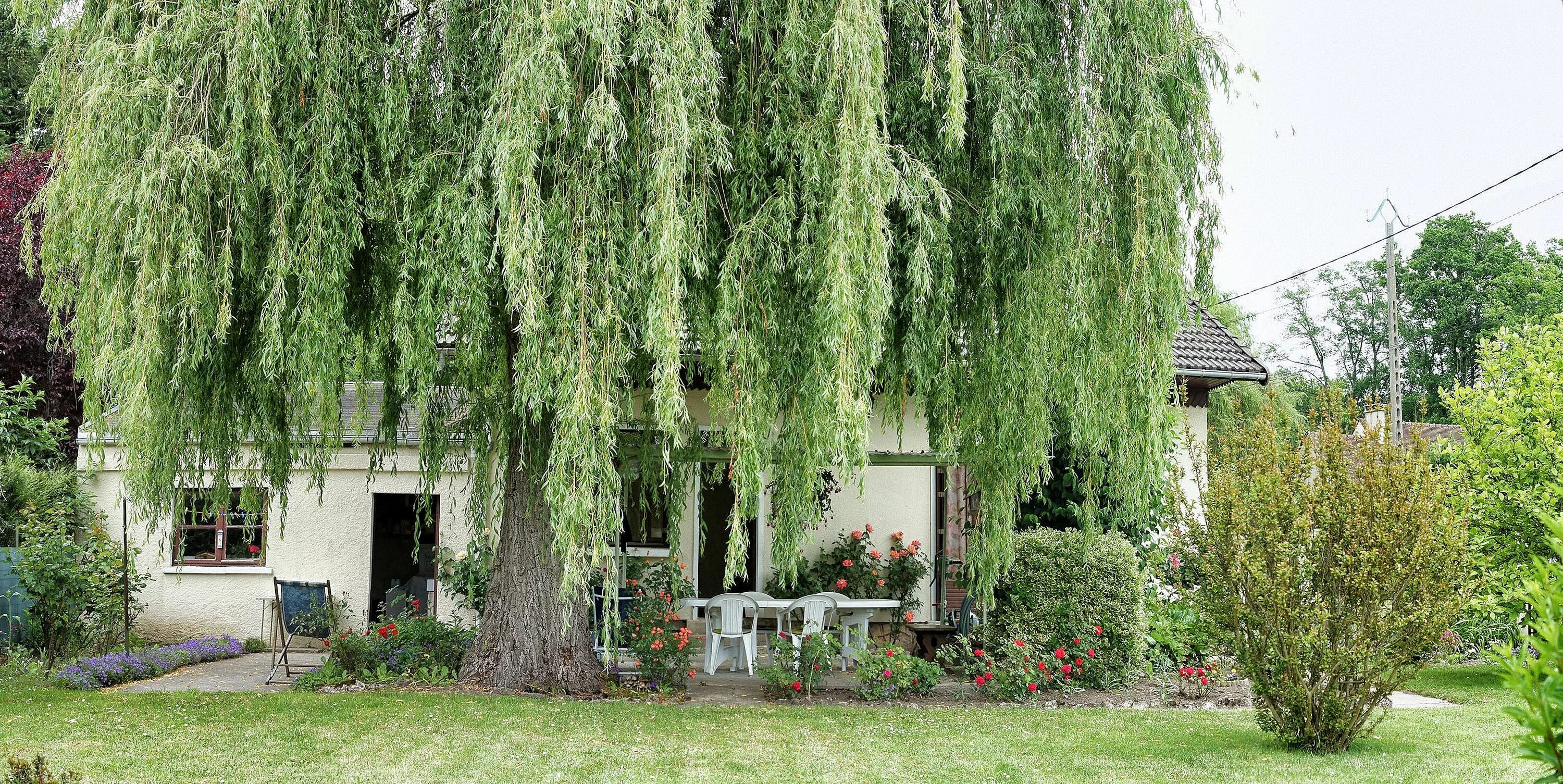 Кучерявая ива в ландшафтном дизайне фото Free Images : tree, lawn, flower, france, botany, garden, willow, shrub, levaudo