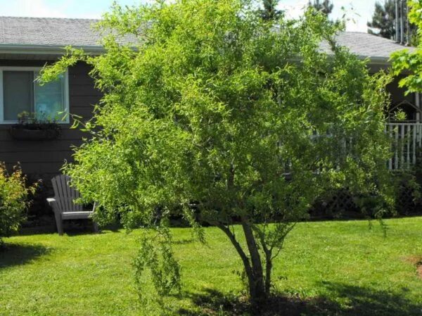 Кучерявая ива в ландшафтном дизайне фото Ива вавилонская Тортуоза Ива. Лиственные растения с открытой корневой системой