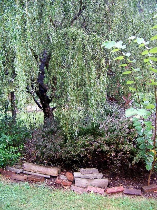 Кучерявая ива в ландшафтном дизайне фото Ива кудрявая в ландшафтном дизайне - CollectPhoto.ru