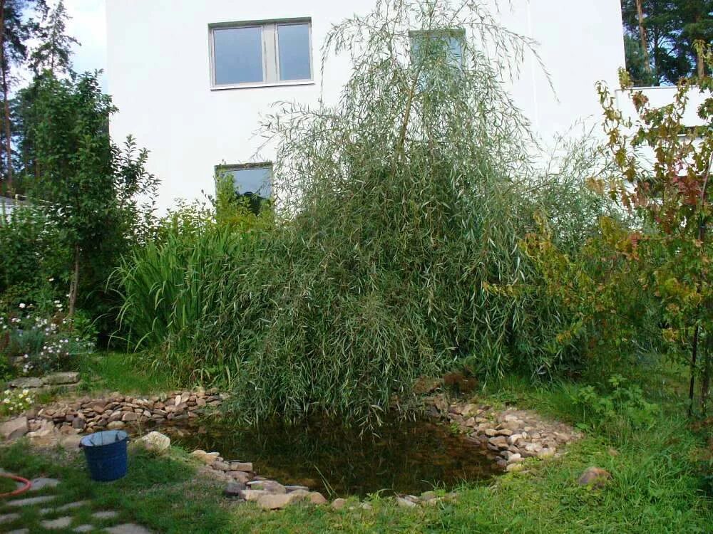 Кучерявая ива в ландшафтном дизайне фото Благоустройство участка при коттедже