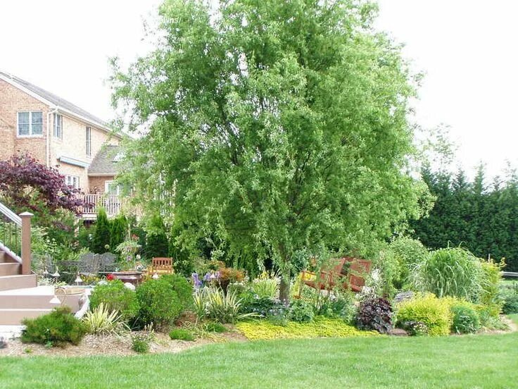 Кучерявая ива в ландшафтном дизайне фото Pin by Designbydeb Brotsky on Great tree Backyard trees, Backyard garden, Willow