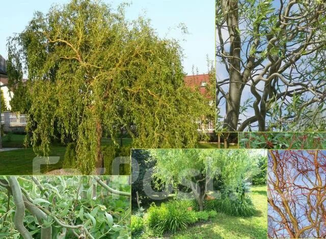 Кучерявая ива в ландшафтном дизайне фото Ива извилистая Матсудана, новый, в наличии. Цена: 750 ₽ во Владивостоке