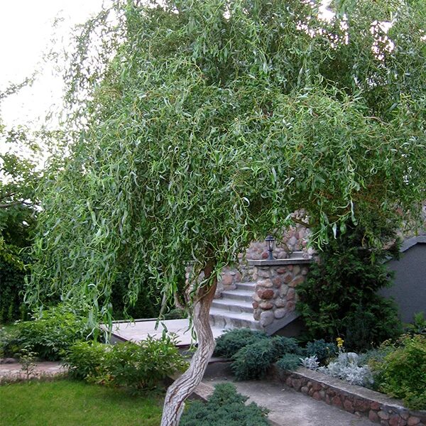 Кучерявая ива в ландшафтном дизайне фото Ива: Ива Матсудана