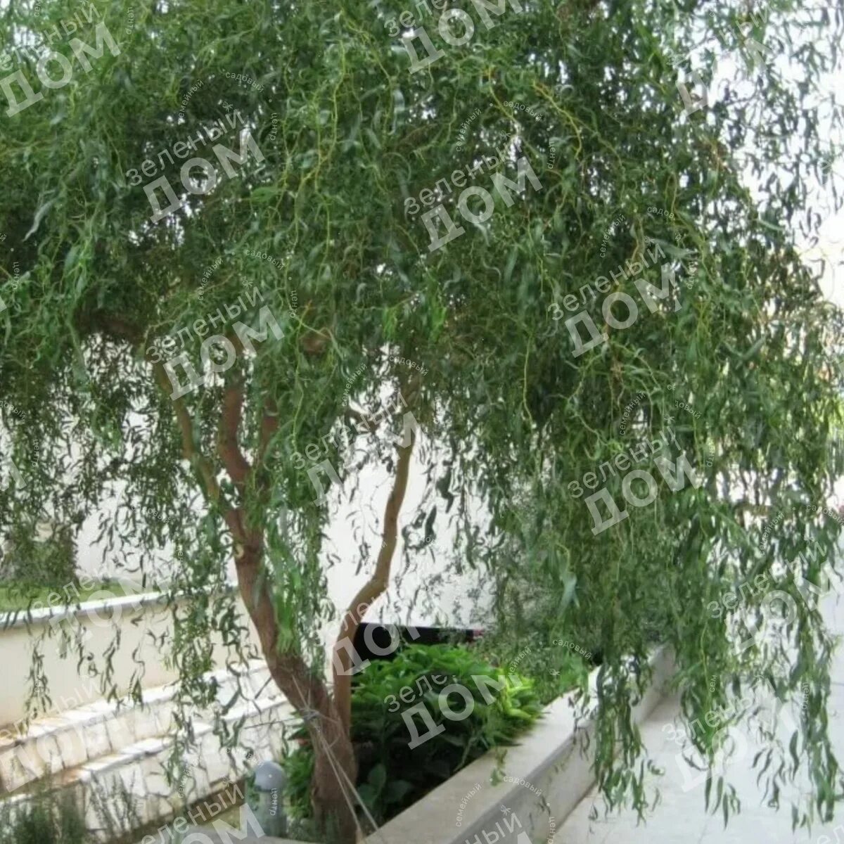 Кучерявая ива в ландшафтном дизайне фото Ива Свердловская Извилистая 1 - Купить саженцы в Екатеринбурге в интернет-магази