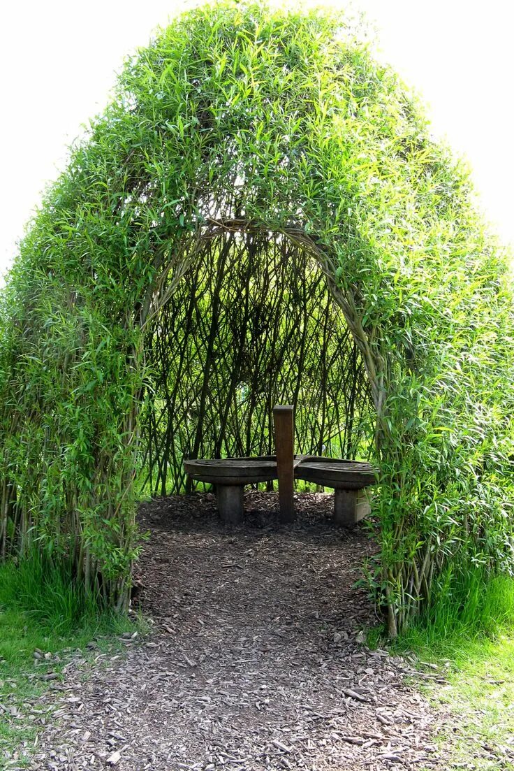 Кучерявая ива в ландшафтном дизайне фото How To Build A Living Willow Playhouse Diy backyard landscaping, Backyard landsc
