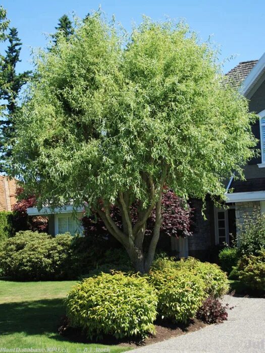 Кучерявая ива в ландшафтном дизайне фото Ива вавилонская Tortuosa C3 30-40 Интернет-магазин цветов и растений PlantShip