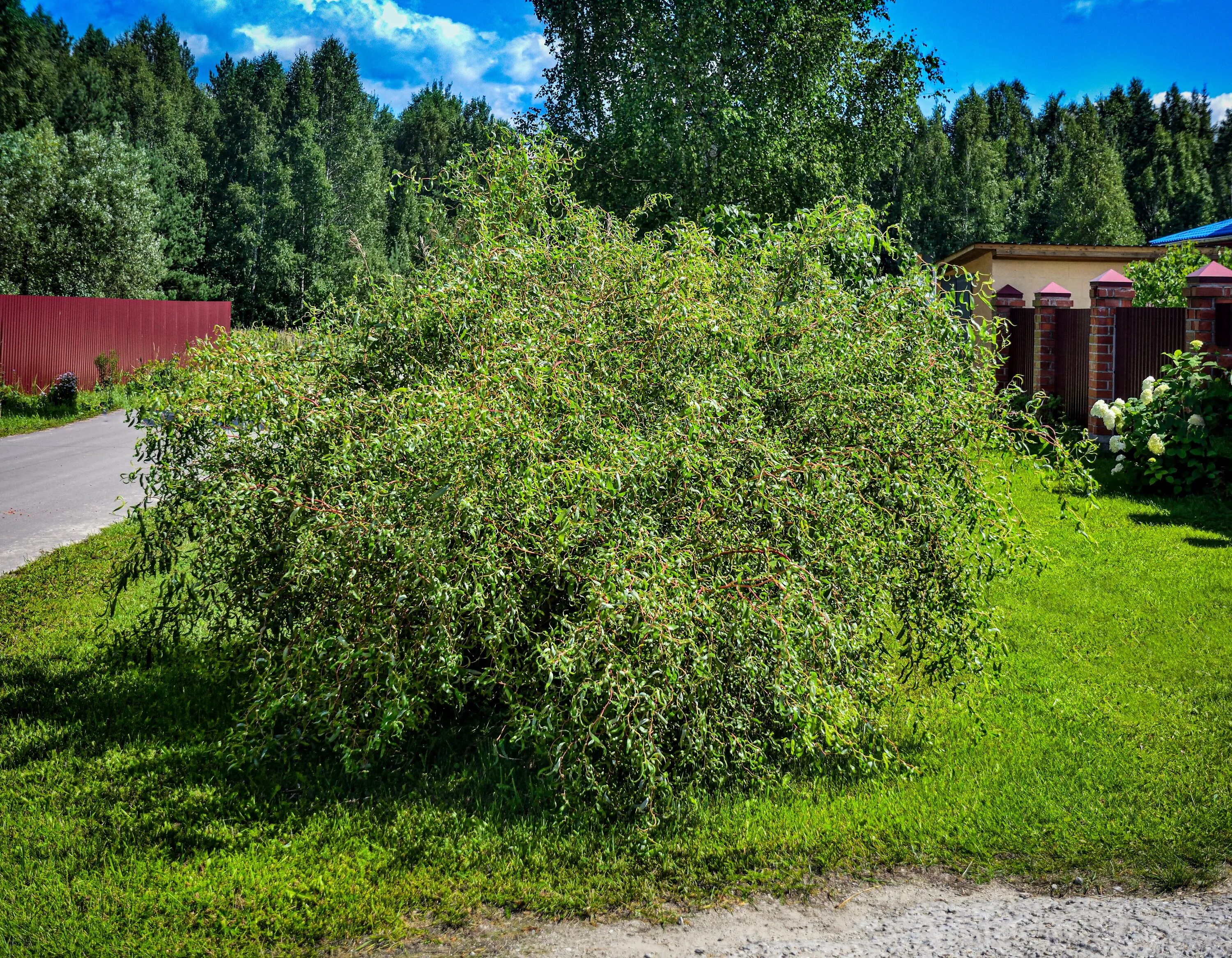 Кучерявая ива в ландшафтном дизайне фото Сорт для сада. Ива извилистая "Тортуоза"