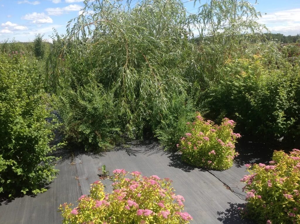 Кучерявая ива в ландшафтном дизайне фото Ива