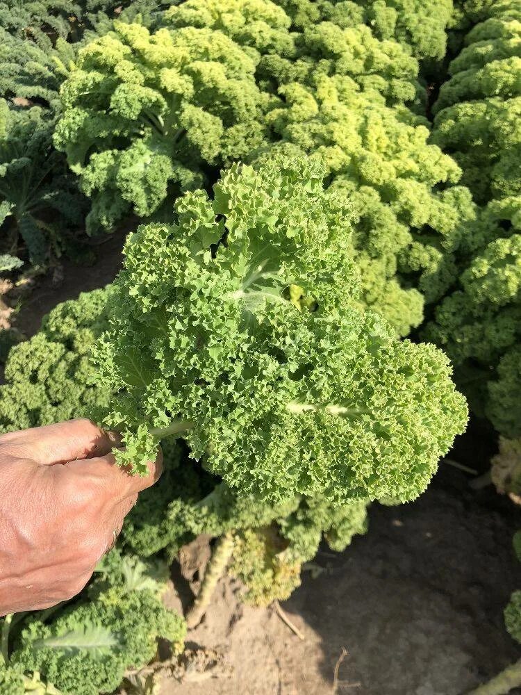 Кучерявая капуста фото Кудрявая капуста eCookie.ru