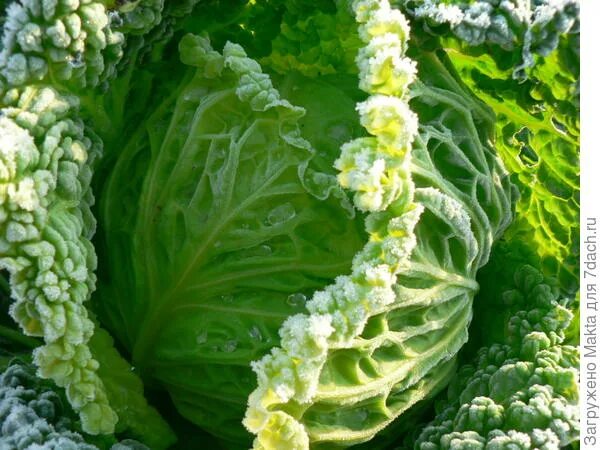 Кучерявая капуста фото Какая капуста подойдёт для голубцов? - ответы экспертов 7dach.ru