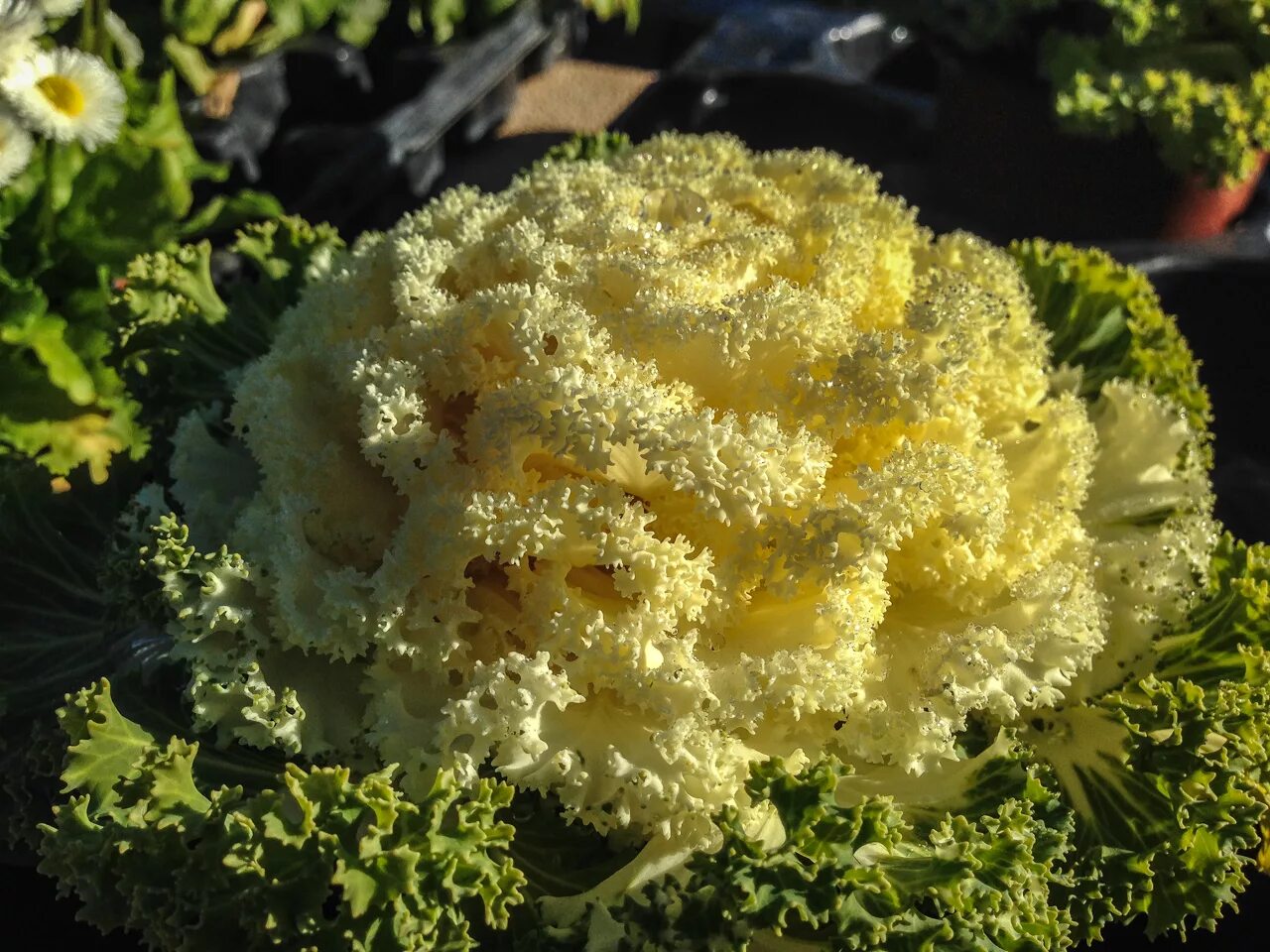 Кучерявая капуста фото Кудрявая капуста (102 фото) " НА ДАЧЕ ФОТО