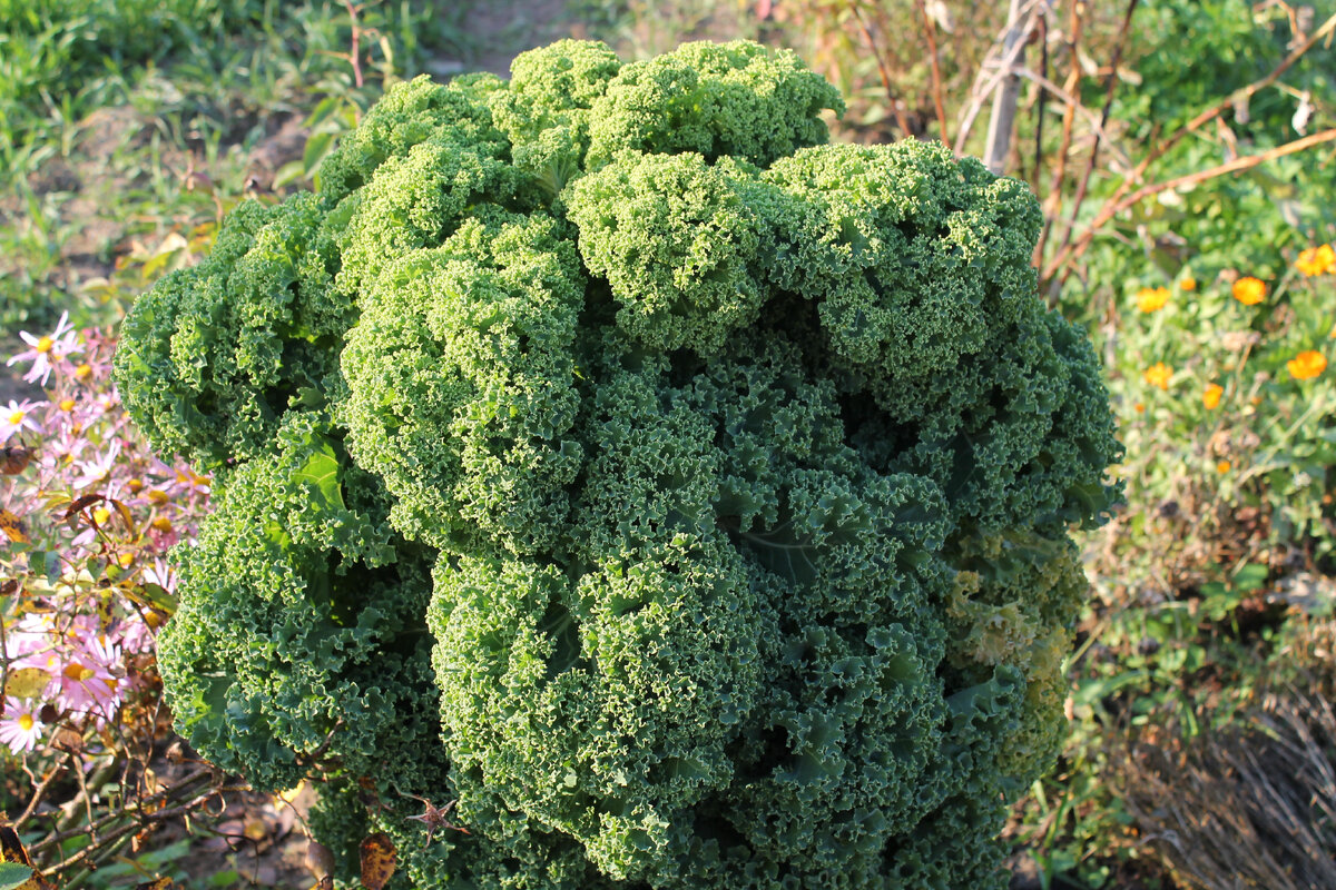 Кучерявая капуста фото Как вырастить кудрявую капусту Заметки Светланы Дзен
