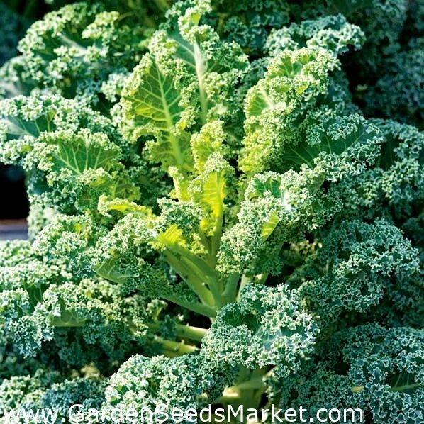 Кучерявая капуста фото Кудрявая капуста - Kadet - 600 семена - Brassica oleracea L. var. sabellica L. -
