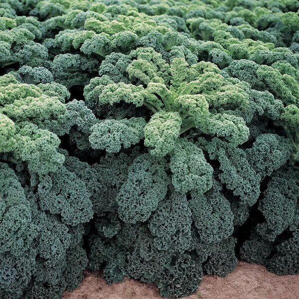 Кучерявая капуста фото VEGETABLE SEEDS: BEJO PROFESSIONAL KALE SEEDS REFLEX F1