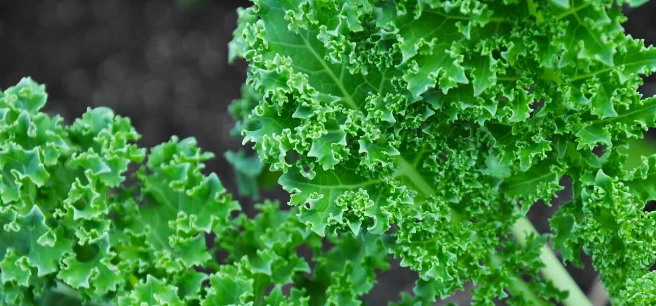 Кучерявая капуста фото 16 Benefits Of Kale, Nutrition, Recipes, Uses, And Risks Green smoothie recipes,