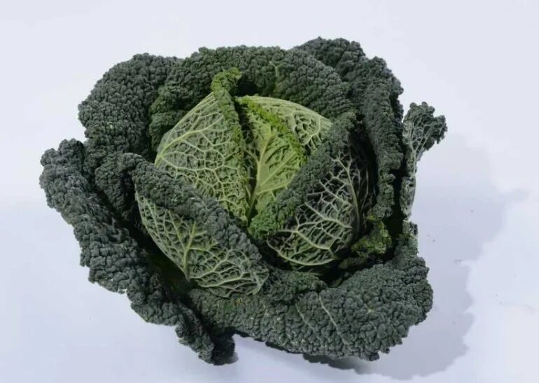 Кучерявая капуста фото Кудрявая капуста картинки