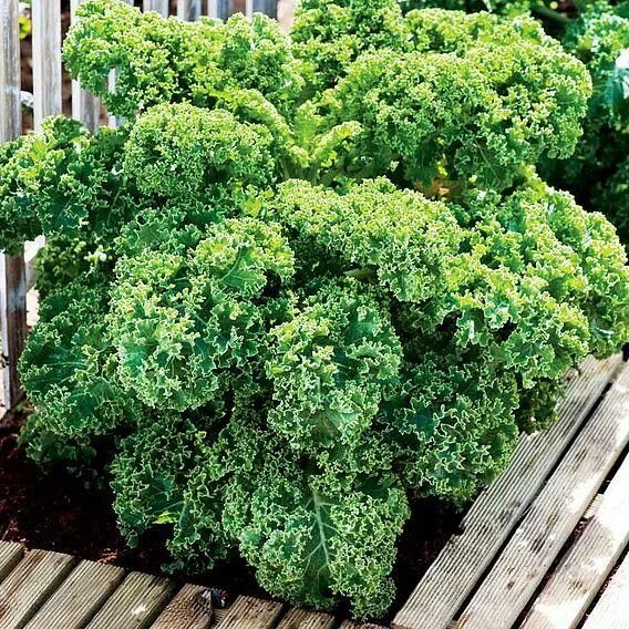 Кучерявая капуста фото Kale 'Dwarf Green Curled' - Seeds Suttons