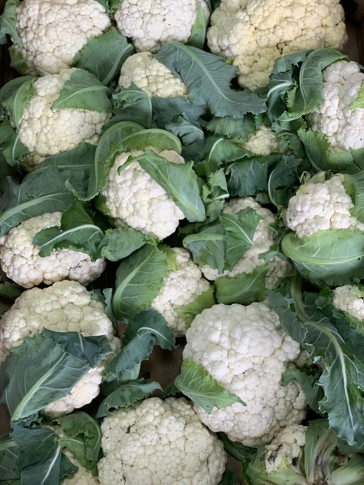 Кучерявая капуста фото Кудрявая капуста (102 фото) " НА ДАЧЕ ФОТО