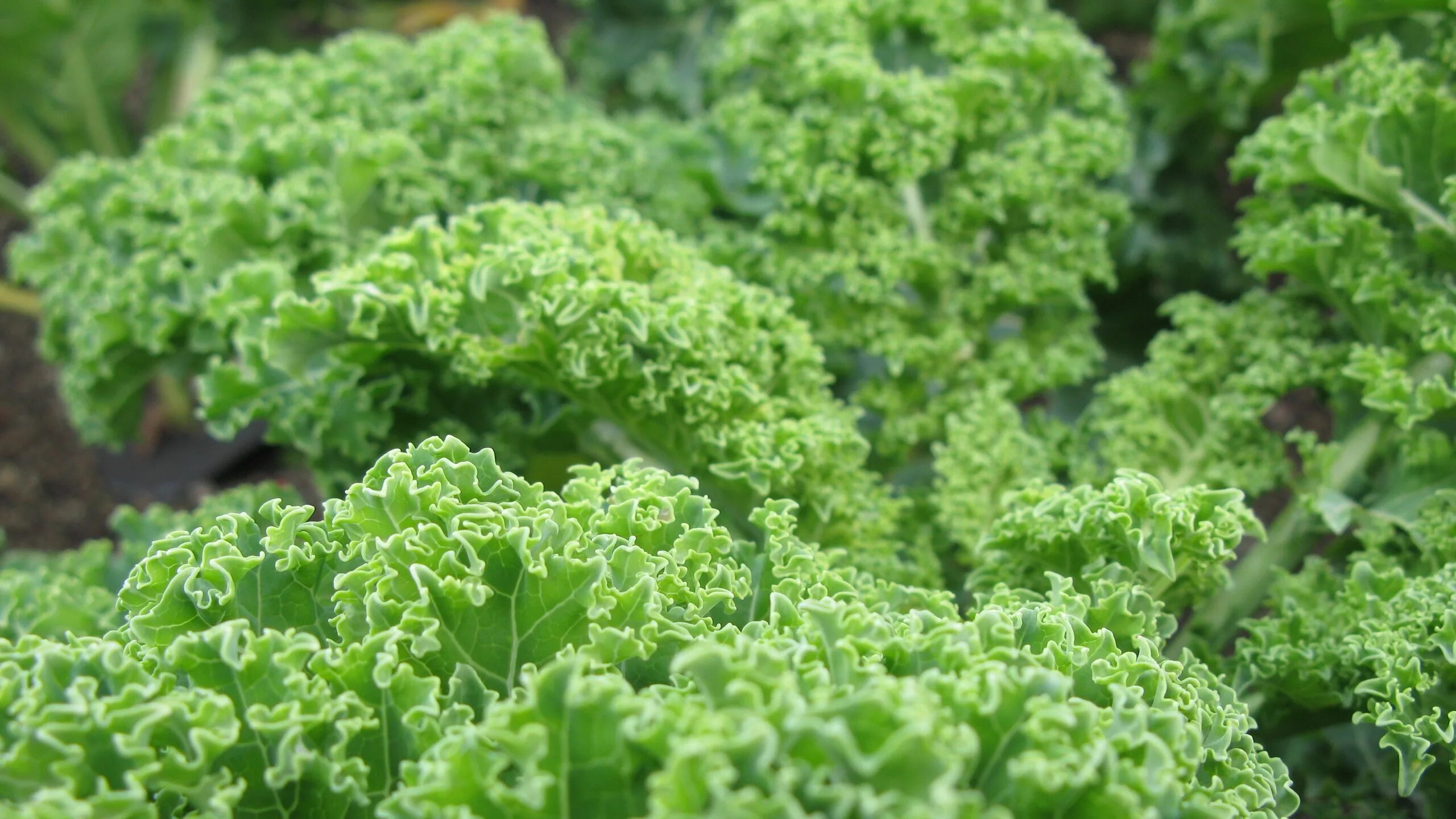 Кучерявая капуста фото Капуста листовая кудрявая eCookie.ru