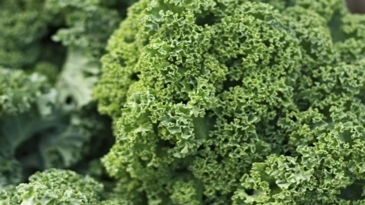 Кучерявая капуста фото Que Es El Kale Y Sus Beneficios Para La Salud - YouTube