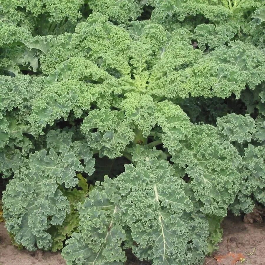 Кучерявая капуста фото Капуста Листовая Кале купить на OZON по низкой цене