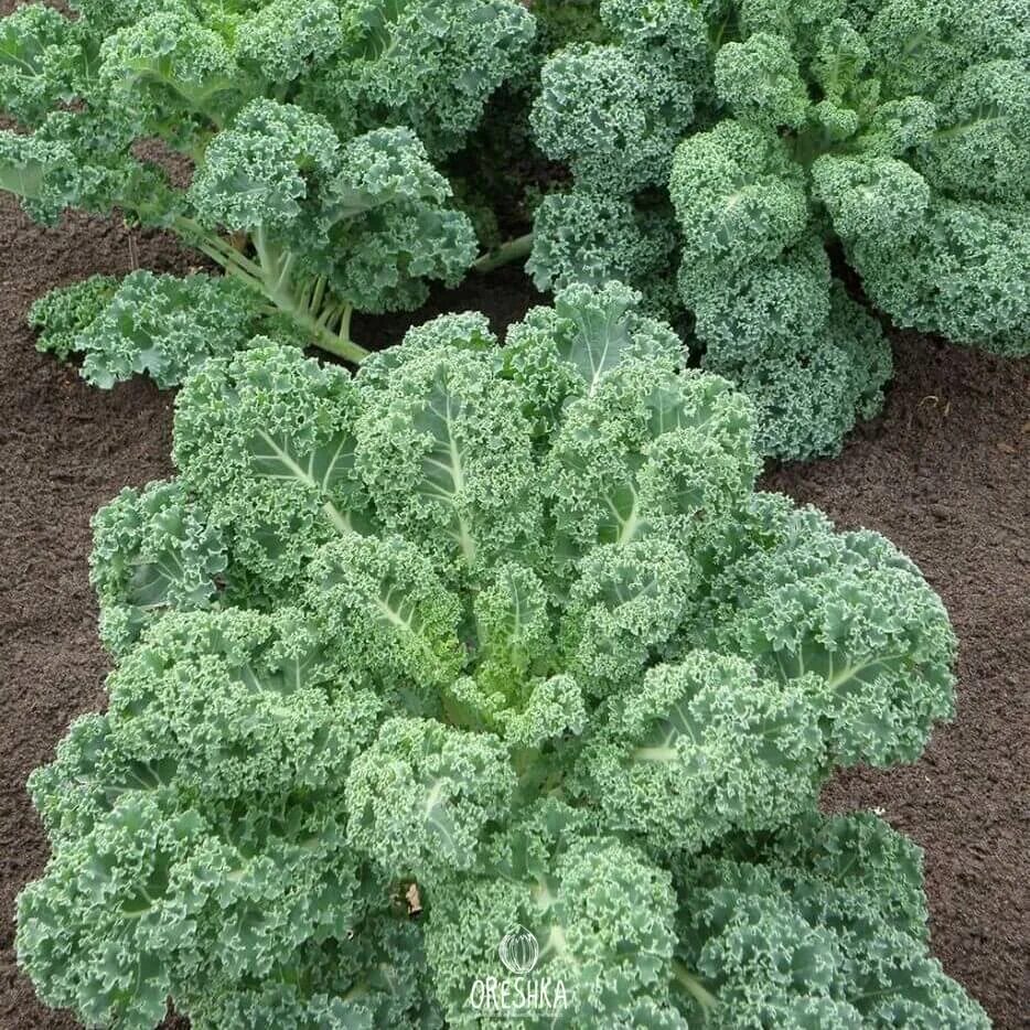 Кучерявая капуста фото Семена Капуста кудрявая Кале Питомник семян и саженцев Орешка
