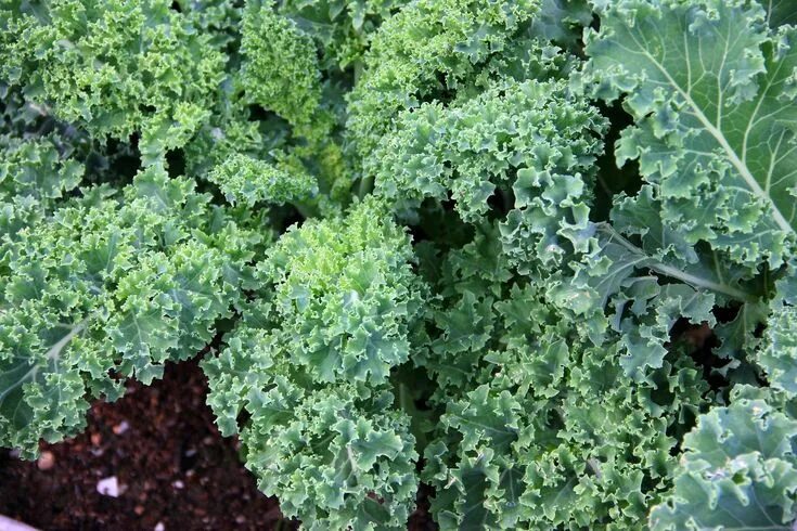 Кучерявая капуста фото 10 Tips for Growing the Freshest Kale This Fall Growing kale, Fall garden vegeta