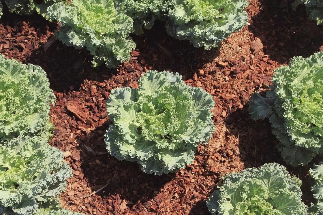 Кучерявая капуста фото Декоративная капуста в своем огороде: как правильно выращивать