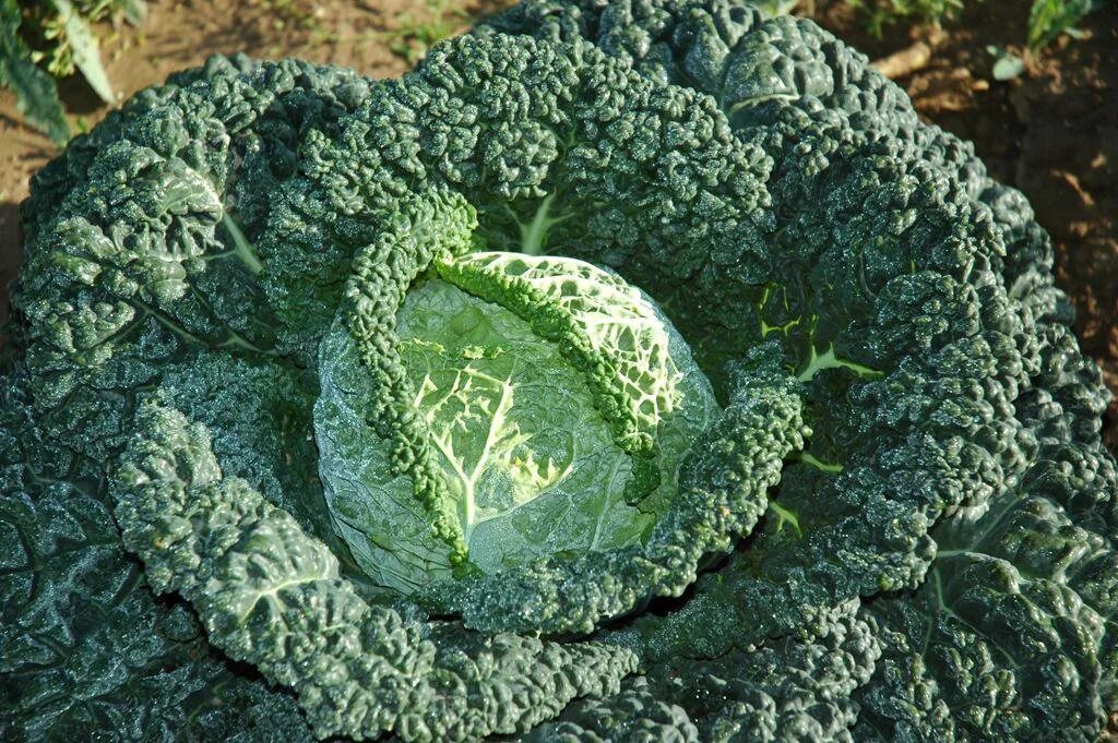 Кучерявая капуста фото 11 полезных свойств капусты "кале", о которых следует знать