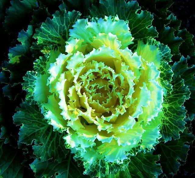 Кучерявая капуста фото Top 19 Superfoods for Runners: Boost Your Performance Naturally - Runners food, 