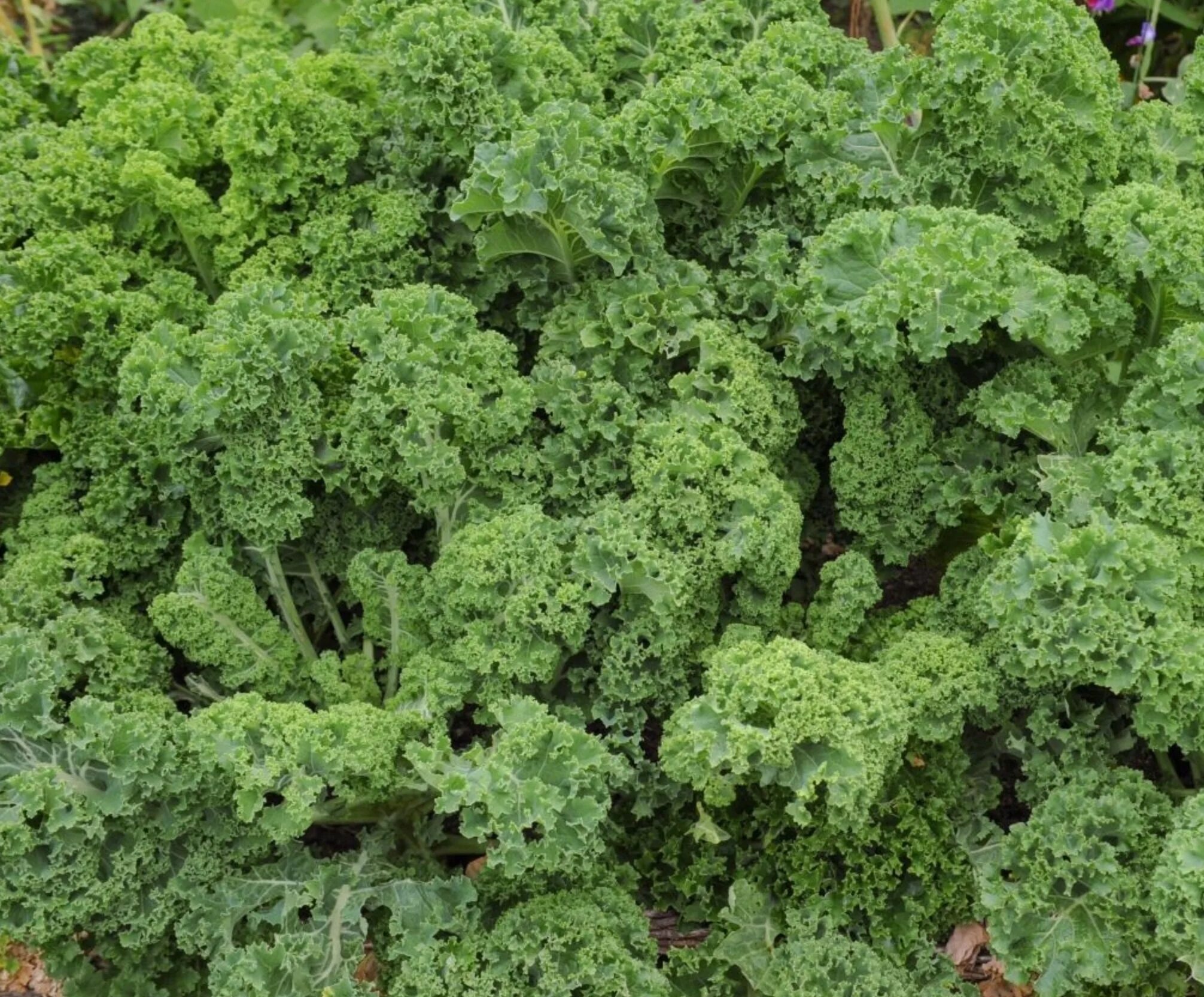 Кучерявая капуста фото Кучерявая капуста как называется CoffMachines.ru