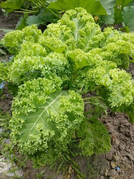 Кучерявая капуста фото Кудрявая капуста кейла: найдено 89 изображений