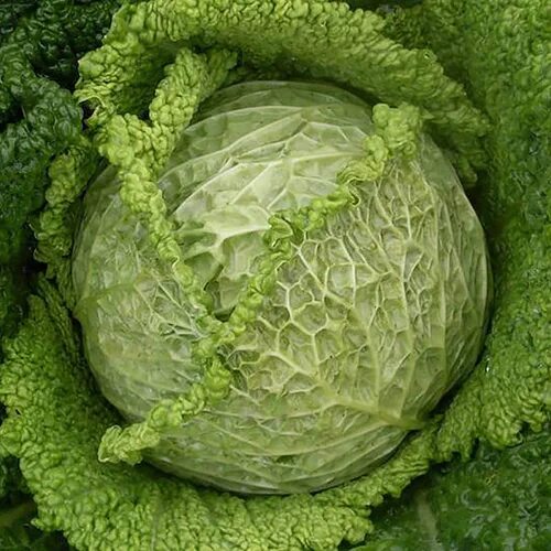 Кучерявая капуста фото Капуста с кружевными листьями 4 буквы